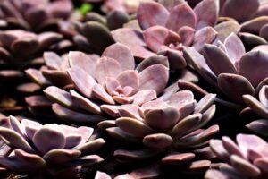 50代のひとり旅にぴったりな予約特典がある宿は？