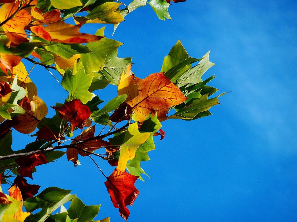 50代のひとり旅におすすめの秋の紅葉宿はどこが人気？