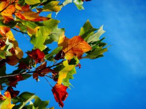 50代のひとり旅におすすめの秋の紅葉宿はどこが人気？