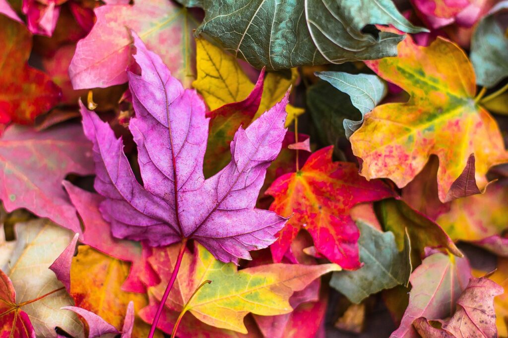50代女性の一人旅におすすめの秋の紅葉宿は？