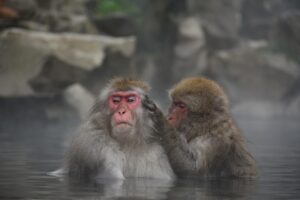 湯布院での一人旅におすすめの露天風呂付き客室は？
