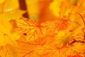 黒川温泉で秋の紅葉を楽しめる宿はどこ？